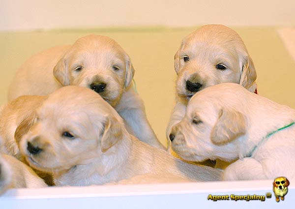 Szczeniak Golden Retriever - Agent Specjalny