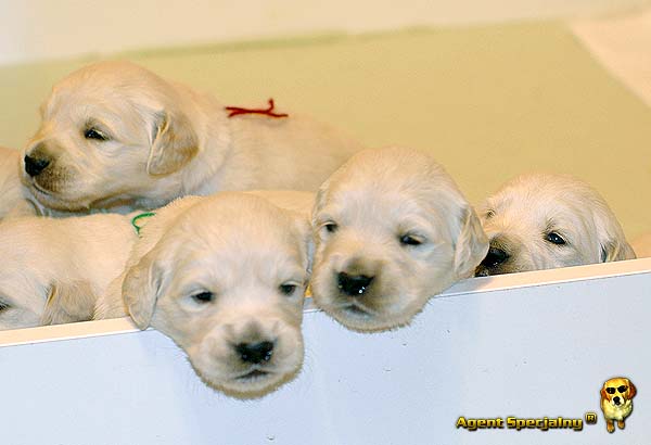 Szczeniak Golden Retriever - Agent Specjalny