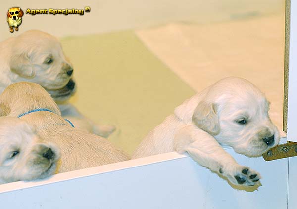 Szczeniak Golden Retriever - Agent Specjalny