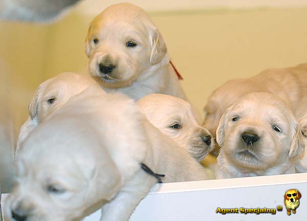 Szczeniak Golden Retriever - Agent Specjalny
