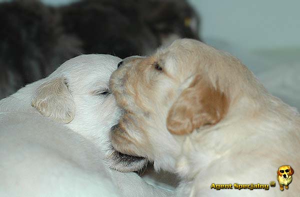 Szczeniak Golden Retriever - Agent Specjalny