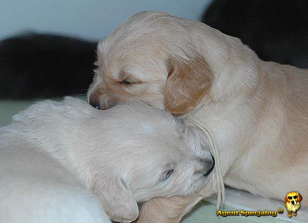 Szczeniak Golden Retriever - Agent Specjalny