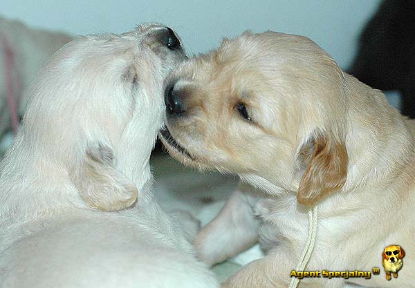 Szczeniak Golden Retriever - Agent Specjalny