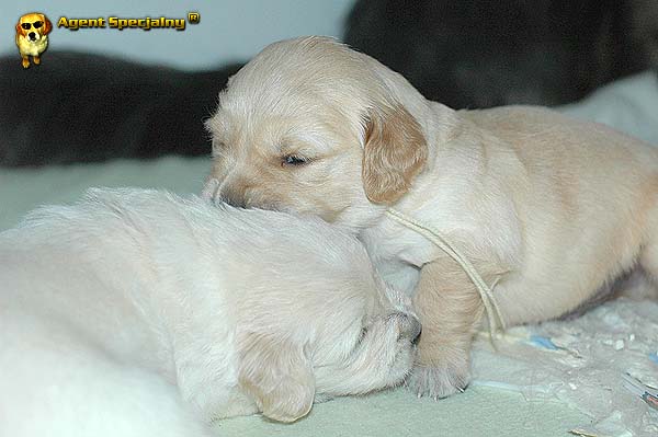 Szczeniak Golden Retriever - Agent Specjalny
