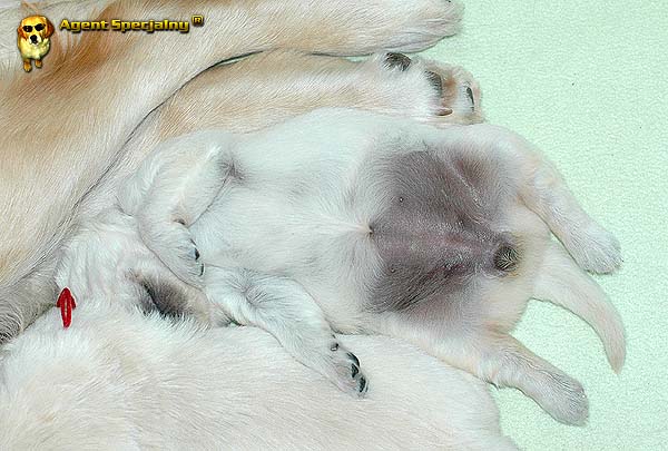 Szczeniak Golden Retriever - Agent Specjalny