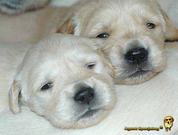 Szczeniak Golden Retriever - Agent Specjalny