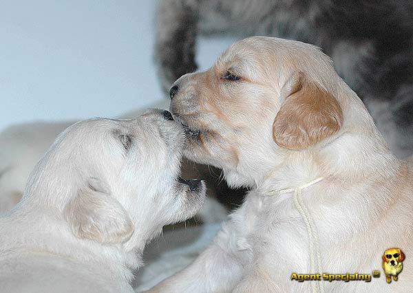 Szczeniak Golden Retriever - Agent Specjalny