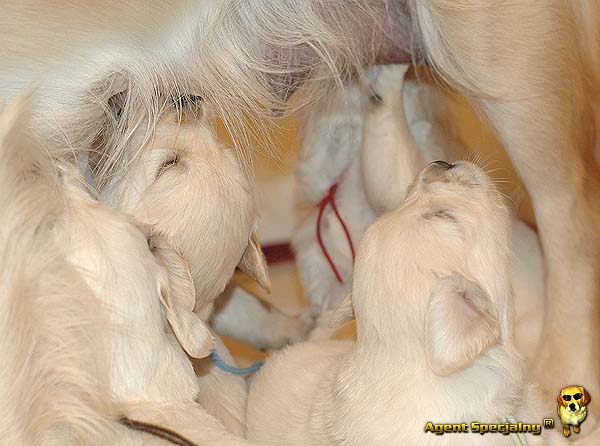 Szczeniak Golden Retriever - Agent Specjalny