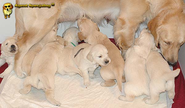 Szczeniak Golden Retriever - Agent Specjalny