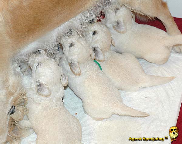 Szczeniak Golden Retriever - Agent Specjalny