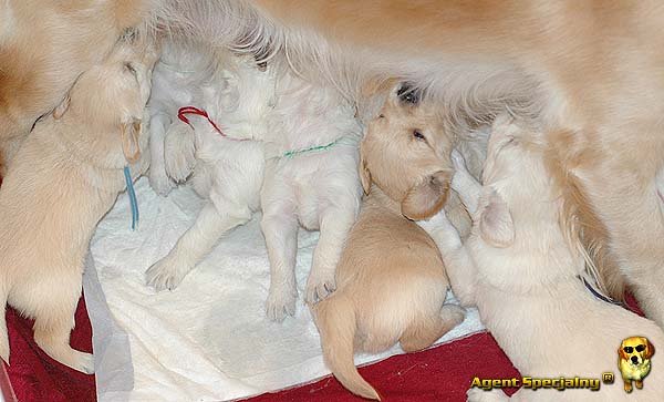 Szczeniak Golden Retriever - Agent Specjalny