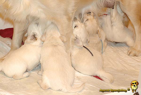 Szczeniak Golden Retriever - Agent Specjalny