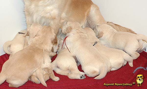 Szczeniak Golden Retriever - Agent Specjalny