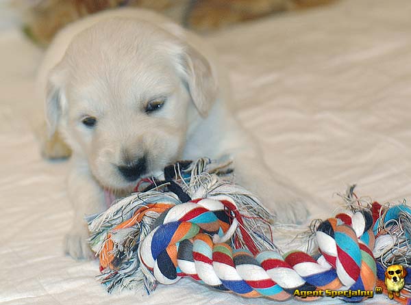 Szczeniak Golden Retriever - Agent Specjalny
