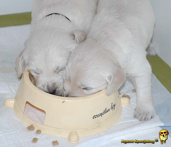 Szczeniak Golden Retriever - Agent Specjalny