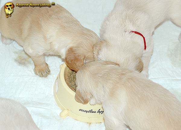 Szczeniak Golden Retriever - Agent Specjalny