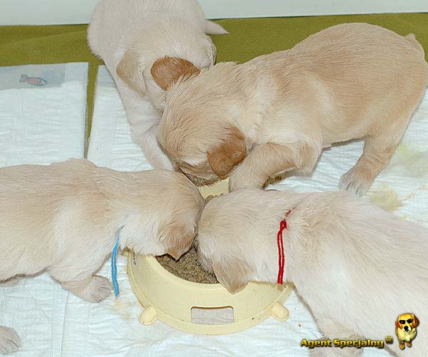 Szczeniak Golden Retriever - Agent Specjalny