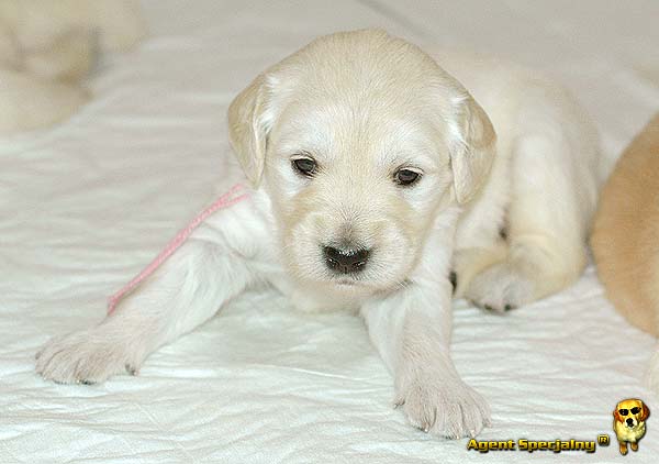 Szczeniak Golden Retriever - Agent Specjalny