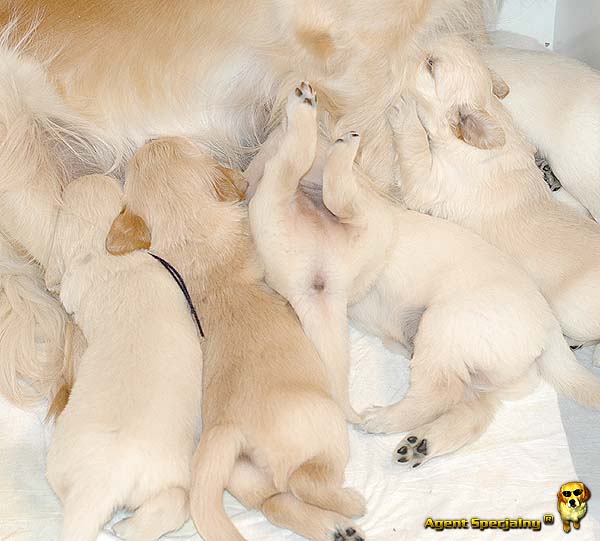 Szczeniak Golden Retriever - Agent Specjalny
