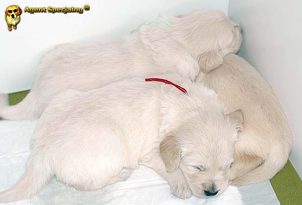 Szczeniak Golden Retriever - Agent Specjalny