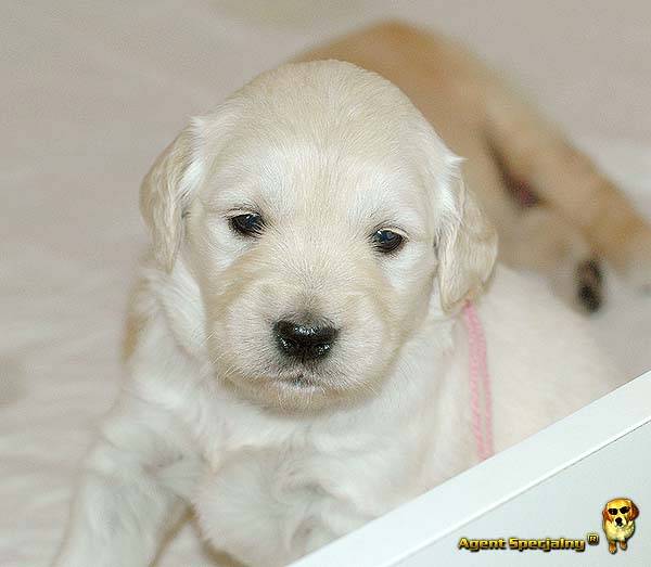 Szczeniak Golden Retriever - Agent Specjalny
