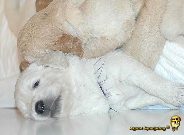 Szczeniak Golden Retriever - Agent Specjalny