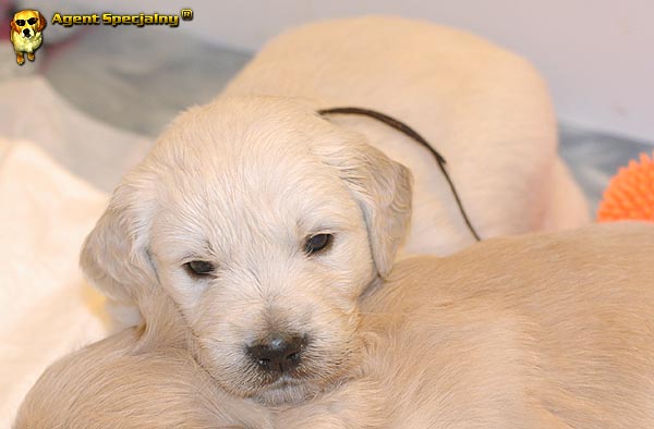 Szczeniak Golden Retriever - Agent Specjalny