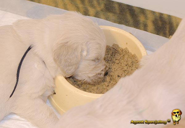 Szczeniak Golden Retriever - Agent Specjalny