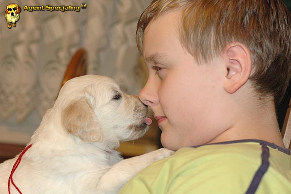 Szczeniak Golden Retriever - Agent Specjalny