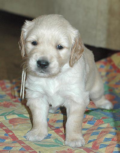 Szczeniak Golden Retriever - Agent Specjalny