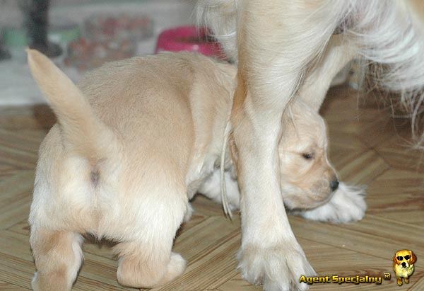 Szczeniak Golden Retriever - Agent Specjalny
