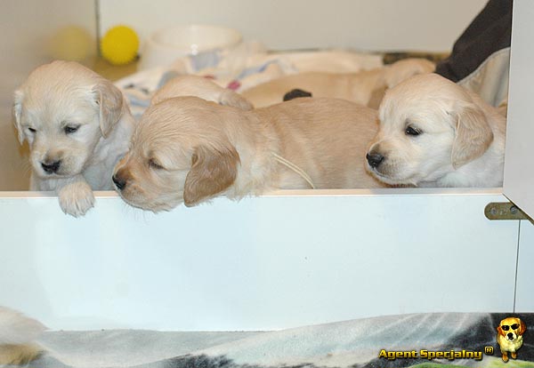 Szczeniak Golden Retriever - Agent Specjalny