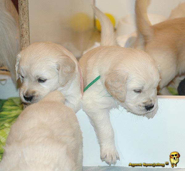 Szczeniak Golden Retriever - Agent Specjalny