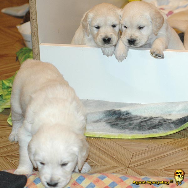 Szczeniak Golden Retriever - Agent Specjalny