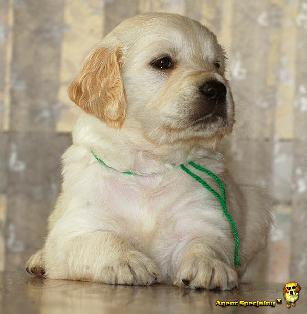 Szczeniak Golden Retriever - Agent Specjalny
