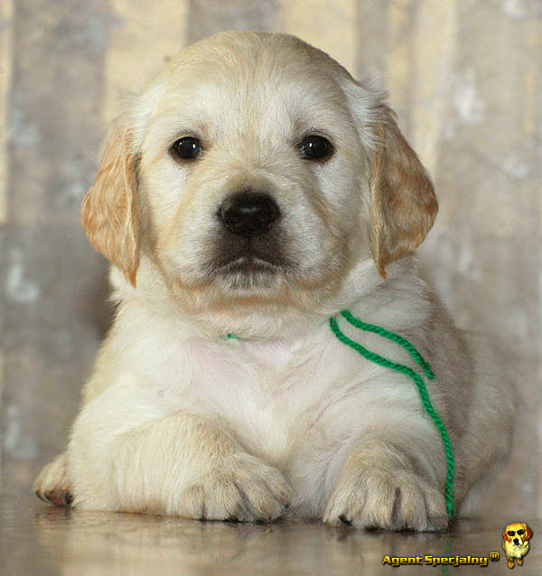 Szczeniak Golden Retriever - Agent Specjalny