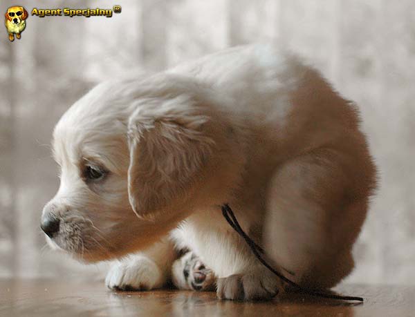 Szczeniak Golden Retriever - Agent Specjalny