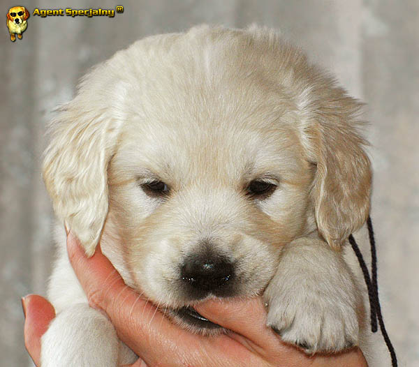 Szczeniak Golden Retriever - Agent Specjalny
