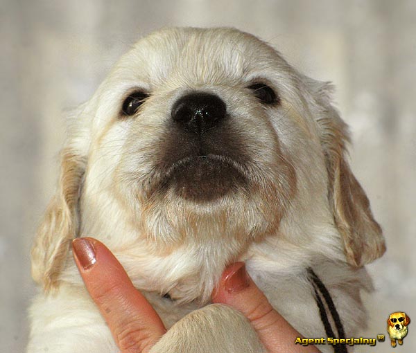 Szczeniak Golden Retriever - Agent Specjalny
