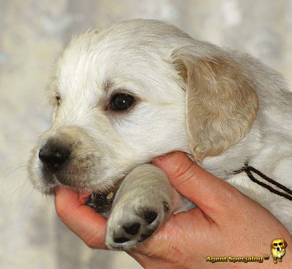 Szczeniak Golden Retriever - Agent Specjalny