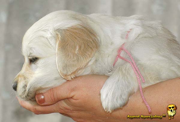 Szczeniak Golden Retriever - Agent Specjalny