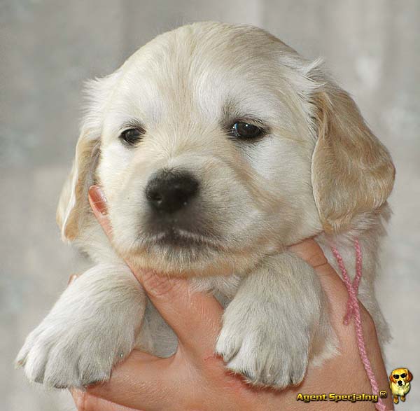 Szczeniak Golden Retriever - Agent Specjalny
