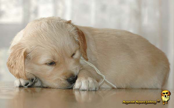 Szczeniak Golden Retriever - Agent Specjalny
