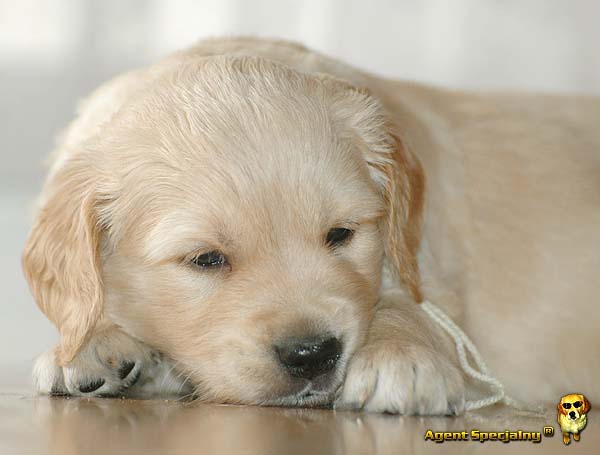 Szczeniak Golden Retriever - Agent Specjalny