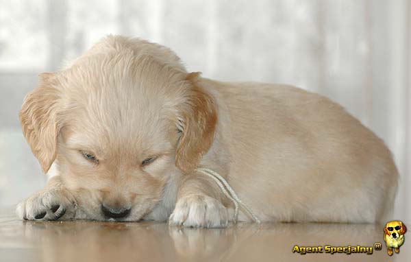 Szczeniak Golden Retriever - Agent Specjalny