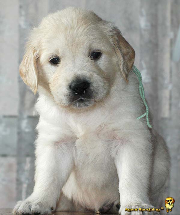 Szczeniak Golden Retriever - Agent Specjalny