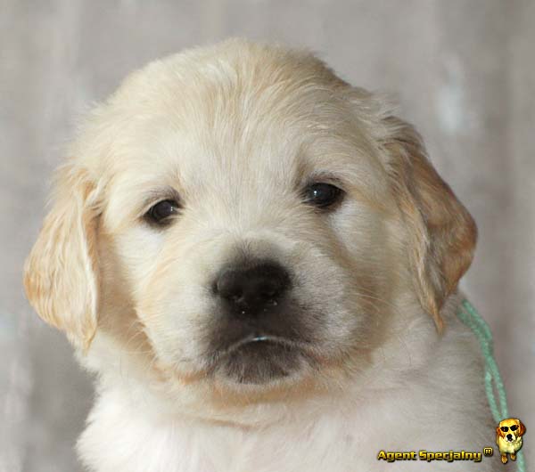 Szczeniak Golden Retriever - Agent Specjalny