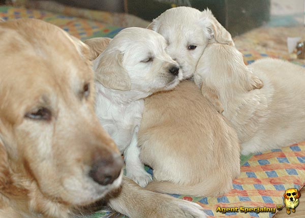 Szczeniak Golden Retriever - Agent Specjalny