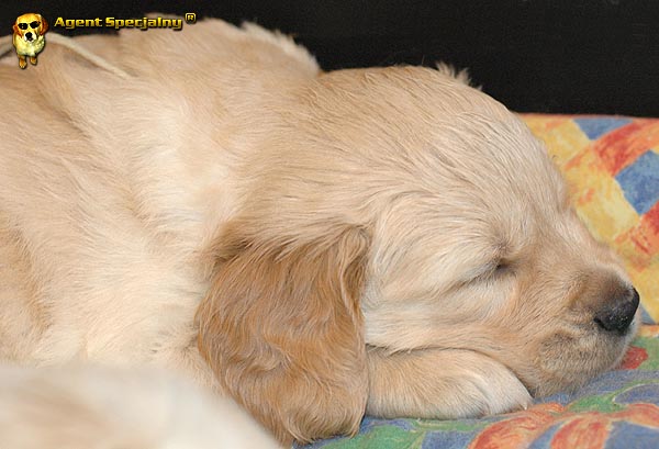 Szczeniak Golden Retriever - Agent Specjalny