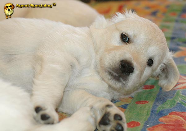 Szczeniak Golden Retriever - Agent Specjalny